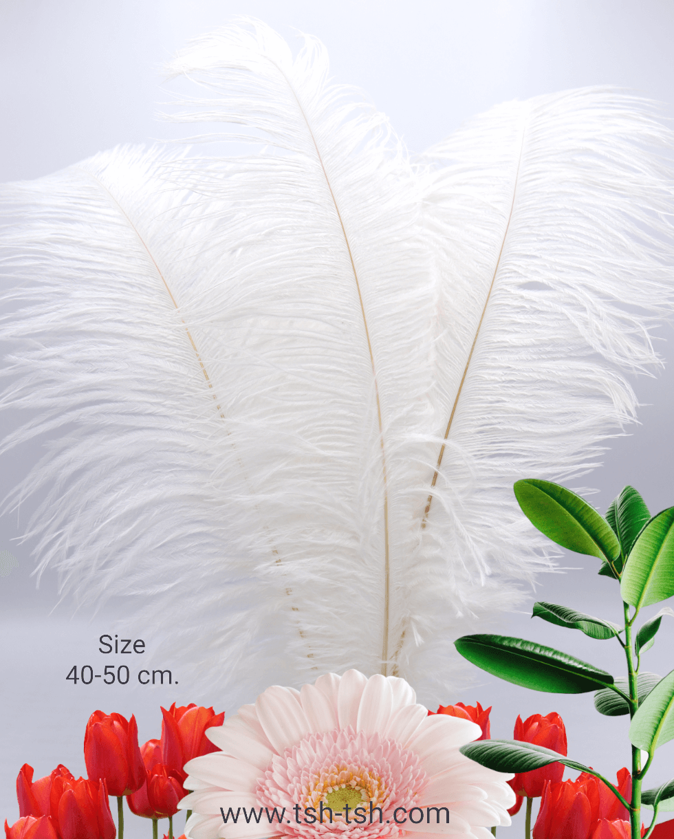 Ostrich Plumes, ostrich drabs, natural ostrich feathers, Decorative Feathers, Wedding festival, DIY Costume, Decor Halloween, Christmas, Apparel Notions, Dancewear, Home Decor Notions, Craft