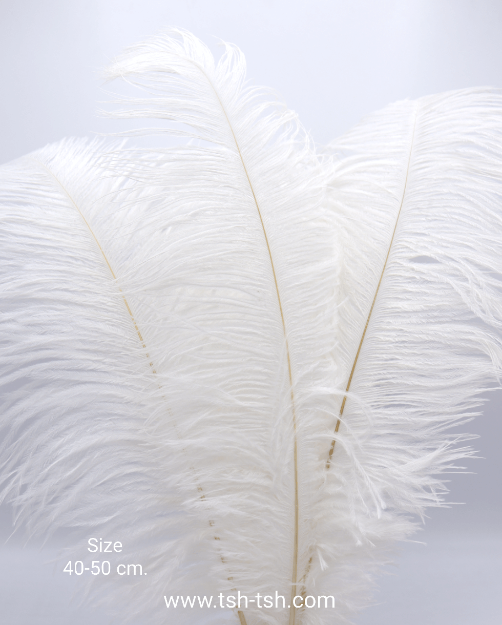 Ostrich plumes, ostrich drabs Size 40-50 cm. (Large Size) White Color