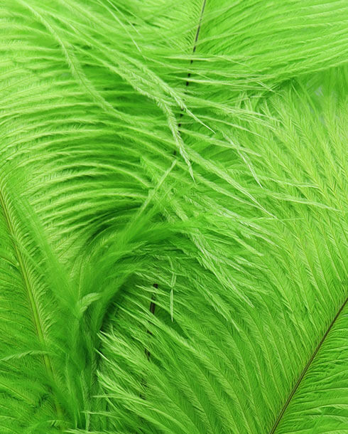 ขนนกกระจอกเทศ, ขนนกก้าน, ขนตกแต่ง, ชุดแต่งงาน, เครื่องแต่งกาย, DIY, ประดับแจกัน, ตกแต่งบ้าน, ตกแต่งสถานที่, จัดงานแต่งงาน, ปาตี้, งานรื่นเริง, เทศกาล, แต่งหมวก, แต่งกระเป๋า, แต่งรองเท้า, เครื่องประดับ